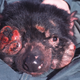 Image for article titled Tasmanian devils get their own private island, to save them from extinction